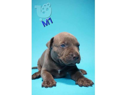 Κουτάβια American Pit Bull Terrier